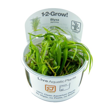 1-2-GROW! Kleines Blyxkraut / Blyxa japonica