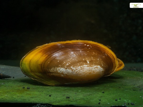 Indische Perlmuschel - Parreysia (Radiatula) pachysoma