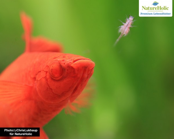 Artemia nauplii - NatureHolic live food