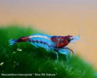 Tragende Blue Rili Shrimp - Neocaridina davidi