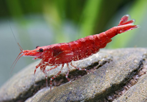 Red Cherry Shrimp - Red Fire Shrimp - Neocardina davidi "Red"