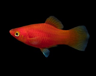 Roter Platy - Xiphophorus maculatus