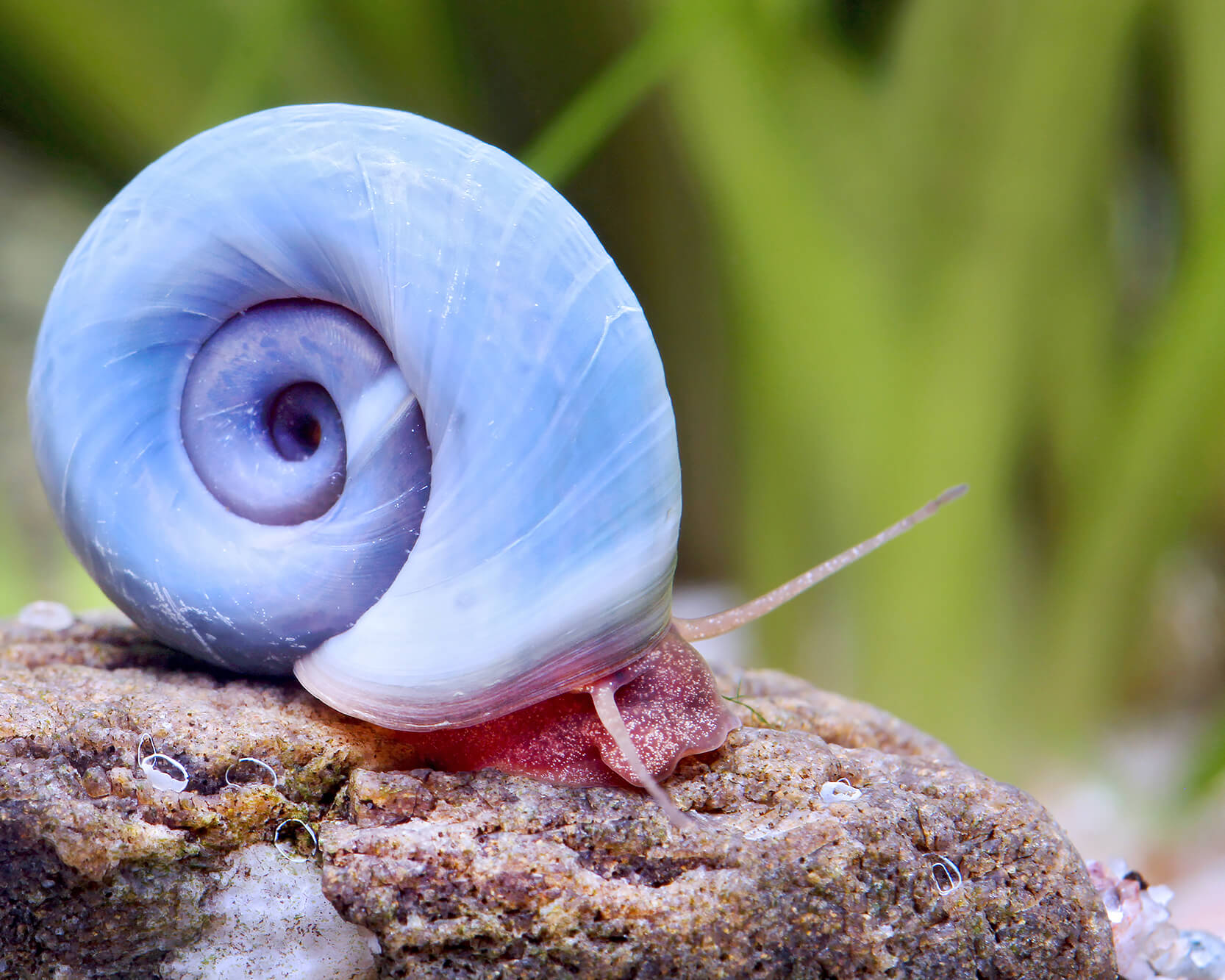 enviar llave inglesa Frugal Avatar post horn snail - Planorbella duryi duryi ( Blue PHS ) | Garnelio EN