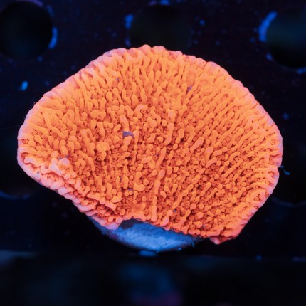 Montipora plate red 1 offshoot