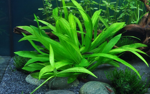 Dwarf Amazon plant - Helanthium quadricostatus - Tropica pot