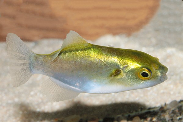 Golden pufferfish - Chonerhinus modestus
