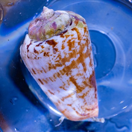 Cone Fencer Snail - Strombus lutuanus