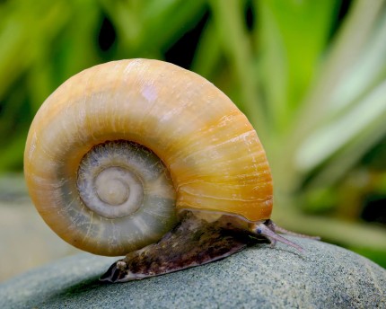 Golden Paradise Snail - Marisa cornuarietis