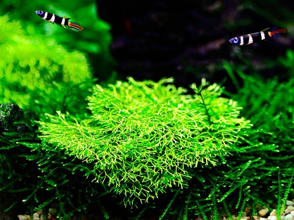 1-2-GROW! Pond liverwort / Riccia fluitans