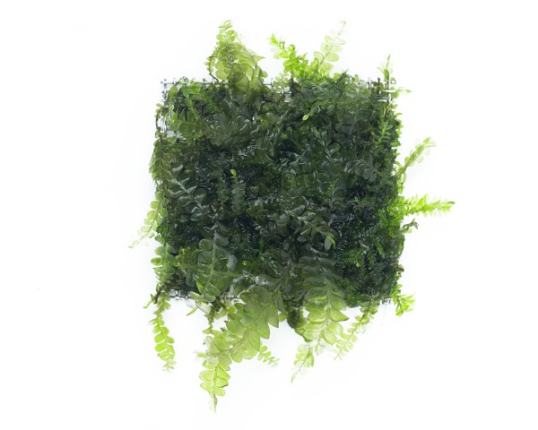 Natureholic Moospad - Plagiochila integerrima „Cameroon moss“ - 3 x 3cm