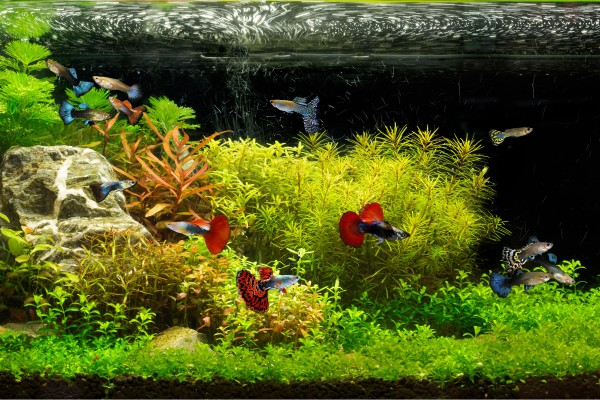 Guppy Heaven - Set de plantes aquatiques pour guppys - 8 plantes