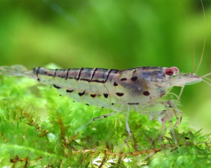 Taiwan zebra shrimp - Caridina prashadi