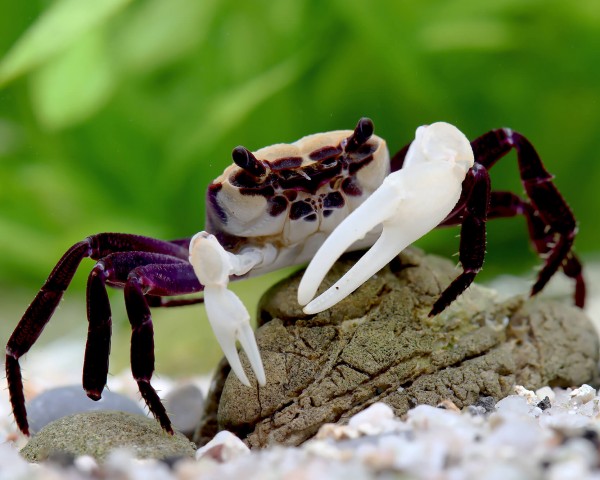 Vampire crab "Panda" - Lepidothelphusa cognetti