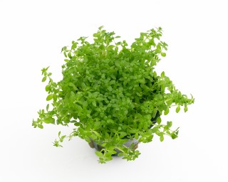 Micranthenum umbrosum - NatureHolic Plants - Topf