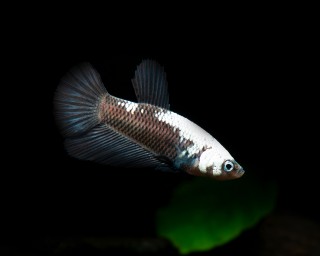 Kampffisch weiblich black samurai - Betta splendens
