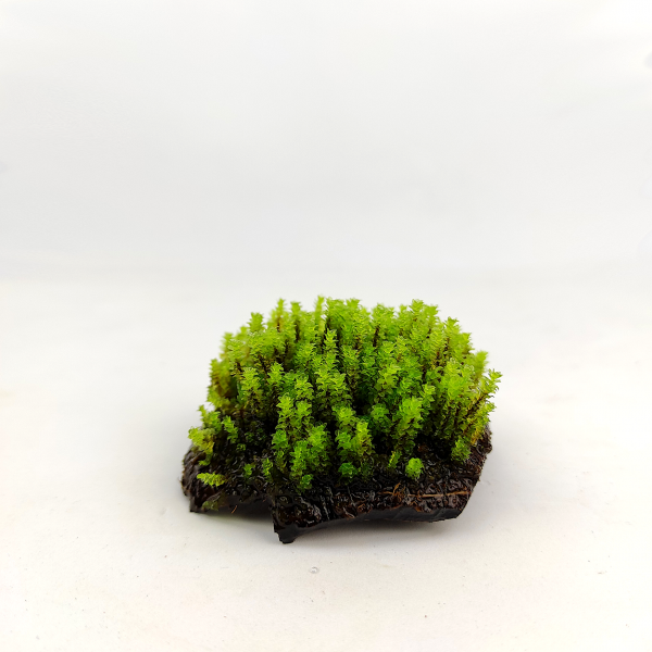 PlantMyTank - Coco Shelter 5-10 cm mit Distichophyllum sp., Rare-Moos