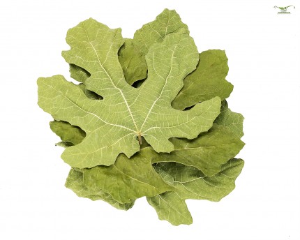 Fig leaves - 4 leaves