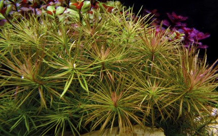 Star plant - Pogostemon stellatus - Tropica pot