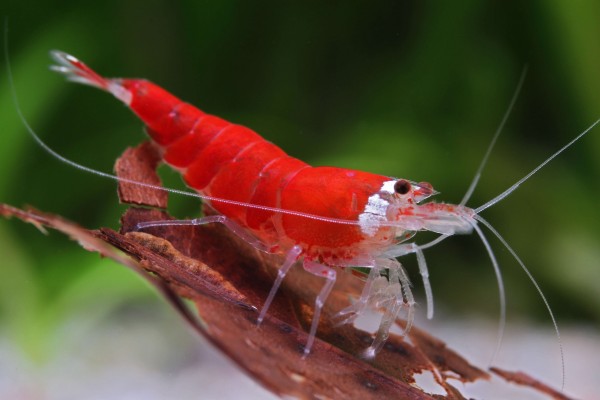 Seaport stum Botanik Super Crystal Red Shrimp - Caridina logemanni | Caridina species | Dwarf  shrimp | Shrimp | Invertebrates & Co. | Garnelio EN