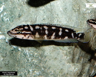 2x Schwarzweißer Schlankcichlide - Julidochromis transcriptus DNZ Pärchen