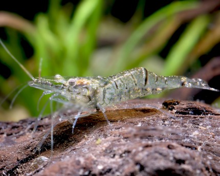 European glass shrimp - Palaemonetes paludosus