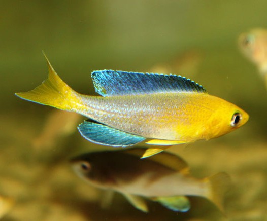 Cyprichromis leptosoma jumbo Kekese yellow head - 7-9cm