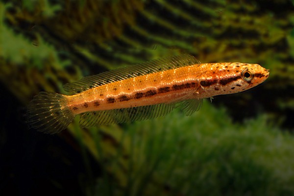Bangka Schlangenkopffisch - Channa bangkanesis
