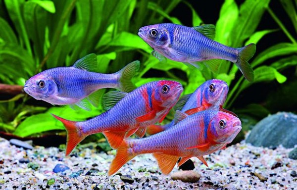 American red fin orfe - Cyprinella lutrensis