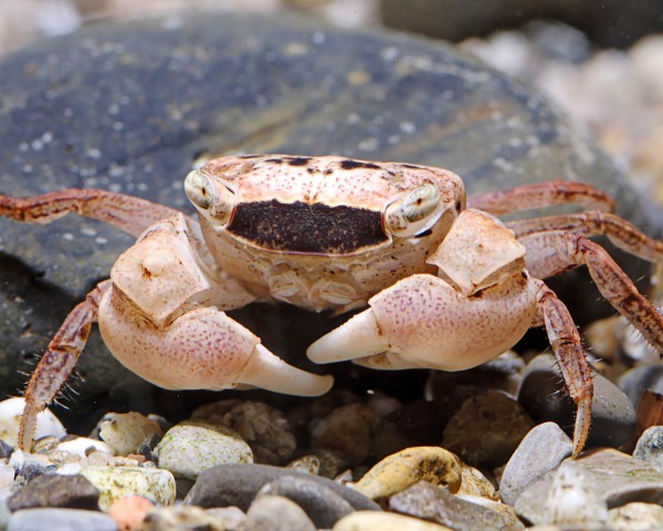 Crabe marbré, Metasesarma obesum