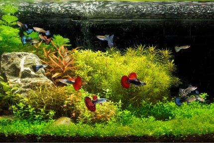Guppy Heaven - aquatic plant set for guppies - 8 plants