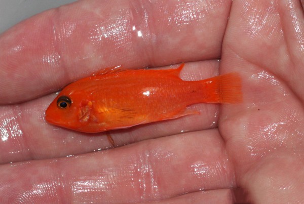 Metriaclima estherae red/red Minos Reef - 6-8cm