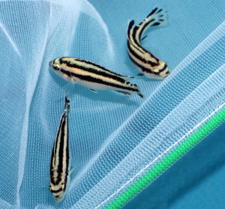 Melanochromis parallelus - 12cm - only males