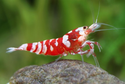 50x Red Fancy Tiger - Caridina sp. - Skyfish shrimp - co-imported