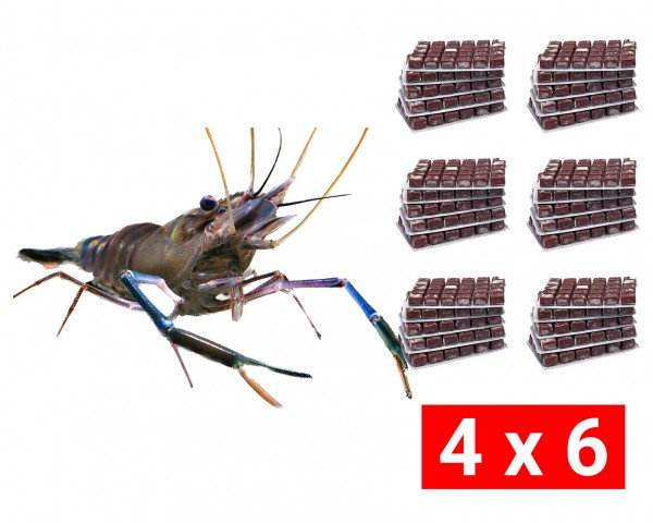 Frozen food bundle for large arm shrimp - 24 pcs.