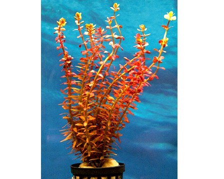 Small-leaved Rotala - Rotala rotundifolia red - bunch / pot