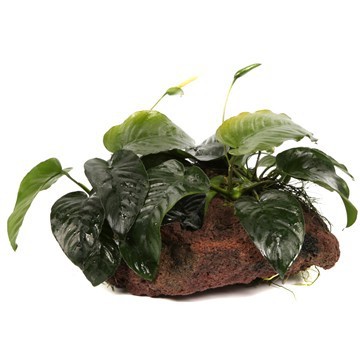 Anubias barteri sp. - Tropica plant on lava stone (XL)