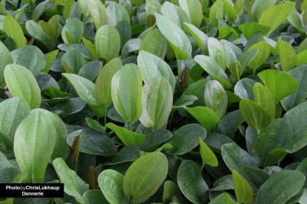 Heart-leaved sword plant Reddish - Echinodorus cordifolius - Dennerle pot