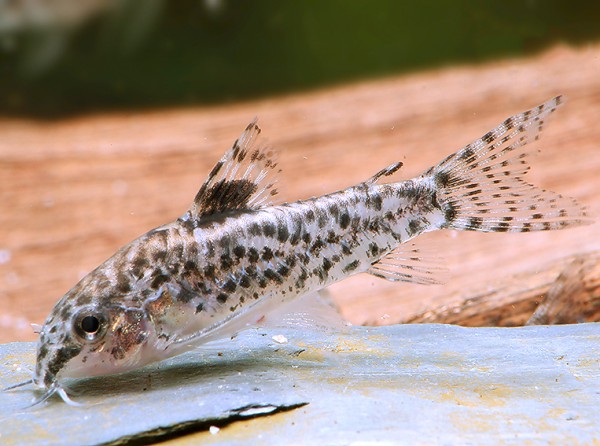 Dwarf loach catfish - Aspidoras pauciradiatus