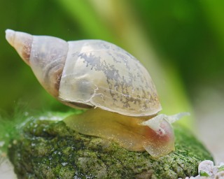 Spitzschlammschnecken - Lymnaea stagnalis