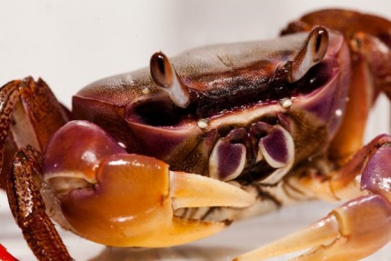 Crabe terrestre géant d'Indonésie - Cardisoma carnifex