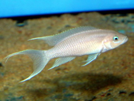 Neolamprologus gracilis - 8-10cm
