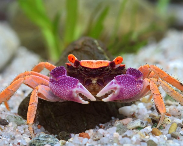 Vampire crab "Vampire Disco" - Geosesarma tiomanicum