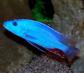 Nimbochromis fuscotaeniatus - 12-15cm