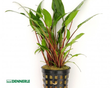 Water lily - Cryptocoryne lutea - Dennerle pot