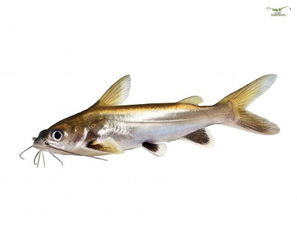 Mini shark - Hexanematichthys (Arius) seemani