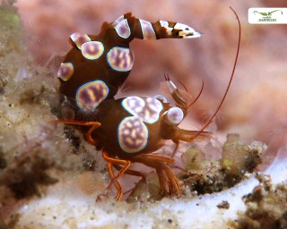Sexy Shrimp – Thor amboinensis