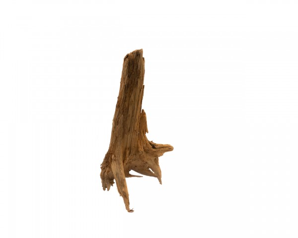 Taiga Root - 30-50cm