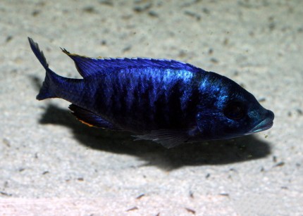 Placidochromis electra black face Fort Maguire - 8-10cm - rare