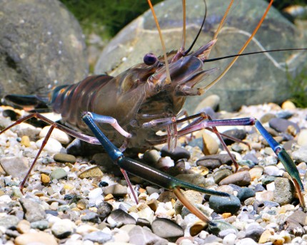 Blue giant hand shrimp - Macrobrachium cf. rosenbergii