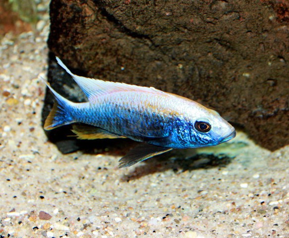 Sciaenochromis ahli multicolor - 10-13cm